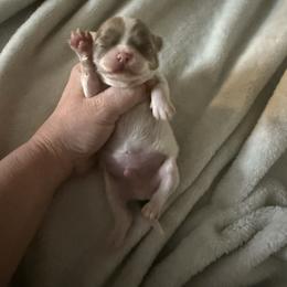Creamy - Cream and white male Chihuahua puppy in Hackleburg, Alabama from Clements Chihuahua