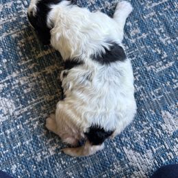 Springerdoodle Puppies from Cooper’s Mini Doodles