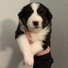 Sierra - Black tri female Miniature Australian Shepherd puppy in Weatherford, Texas from F & T Aussies