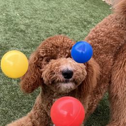 Goldendoodles, Irish Doodles, and Poodles from Ransone’s Ridge Runners Poodles and Doodles