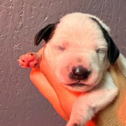 Chase - White and black male Dalmatian puppy in Newfoundland, Pennsylvania from Poconopaws
