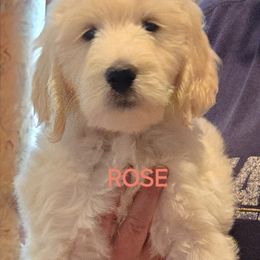 Goldendoodle Puppies from Sancass'd Goldendoodles