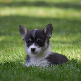 Ebony - Black and tan female Pembroke Welsh Corgi puppy in Morgantown, Pennsylvania from GoldStar Corgis (License Number 18519)