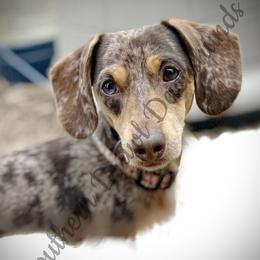 Beau - Dachshund