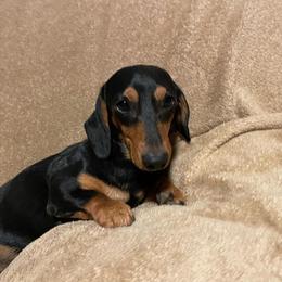 Branch - Dachshund