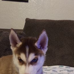 Siberian Husky Puppies from Tranton Kennels