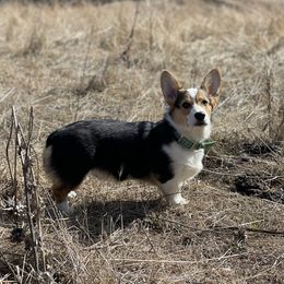 River - Pembroke Welsh Corgi