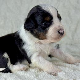 BTF7 - Black tri-color female Aussiedoodle puppy in Prague, Oklahoma from Classic K9’s  Aussies & Doodles