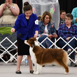 FAITH - Australian Shepherd