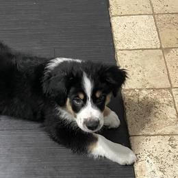 Miniature Australian Shepherds from Angel Love Aussies