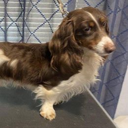 Dachshunds from Doxie Dynasty