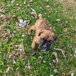Boxer and Shih Tzu Puppies from Super City Kennels
