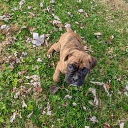 Boxer and Shih Tzu Puppies from Super City Kennels