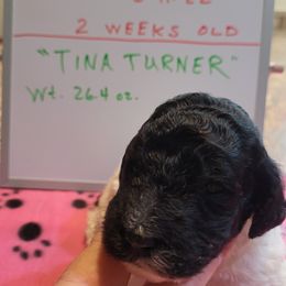 Poodle Puppies from P.I. STANDARD POODLES