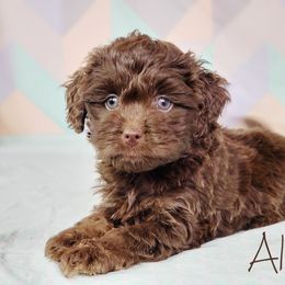 Aussiedoodle Puppies from Dreamcatcher Dogs