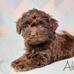 Aussiedoodle Puppies from Dreamcatcher Dogs