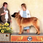 Leonberger All Grown Up from Water’s Edge Leonbergers