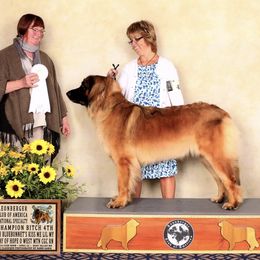 Leonberger All Grown Up from Water’s Edge Leonbergers