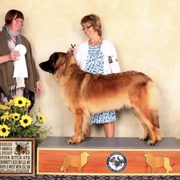 Leonberger All Grown Up from Water’s Edge Leonbergers