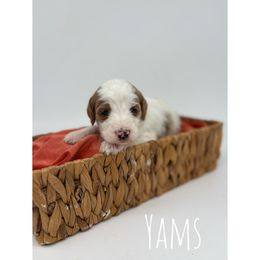 Yams - Parti male Goldendoodle puppy in Smithfield, Kentucky from KBK9 Kennels