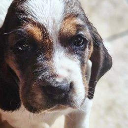 Basset Hounds from Ozark Hounds
