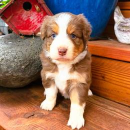 Autumn - Red tri-color female Australian Shepherd puppy in Boise, Idaho from Black Canyon Corral Aussies