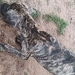 Devotion - Great Dane puppy from Not So Dainty Danes