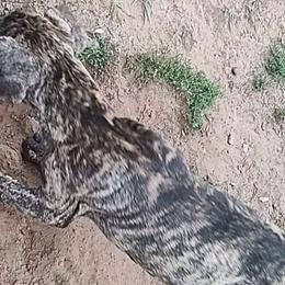 Devotion - Great Dane puppy from Not So Dainty Danes