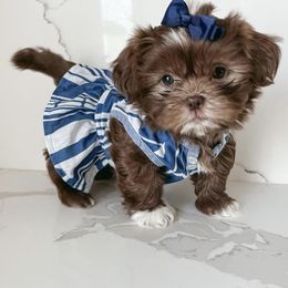 Shih Tzus from Arizona Imperials