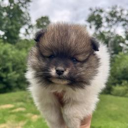 Pomeranian puppies from Knowlen Poms