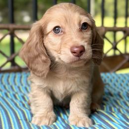 Cove - Cream male Dachshund puppy in Duncanville, Alabama from Bear Creek