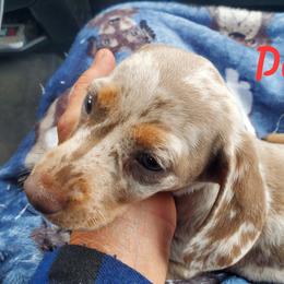 Dazzle - Dachshund