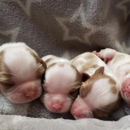 Cavalier King Charles Spaniel Puppies from The Heritage Garden