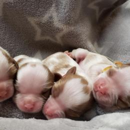 Cavalier King Charles Spaniel Puppies from The Heritage Garden