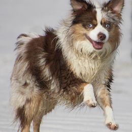 Australian Shepherds from EC Kennels Inc.