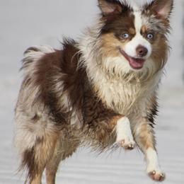 Australian Shepherds from EC Kennels Inc.