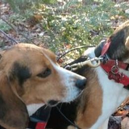 Beagles from Shannon Ayotte