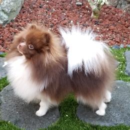 Tiki - Pomeranian
