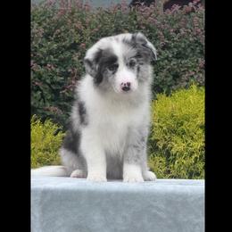 Sterlin - Blue merle male Border Collie puppy in Dunn, North Carolina from Coylety Border Collies