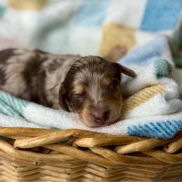 Liberty Bell - Dapple female Dachshund puppy in Three Rivers, Michigan from Michiana Dachshunds