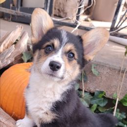 Camo Boy - Black and tan male Pembroke Welsh Corgi puppy in Cherokee, Oklahoma from MCS Farms-OK