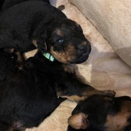 Angel Grace - Black and tan female Airedale Terrier puppy in Huntersville, North Carolina from Cool Hand Luke Kennels