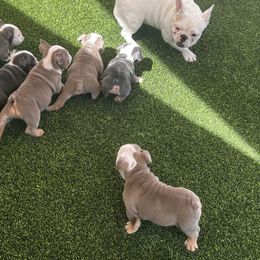 French Bulldog Puppies from Davis Family Bulldogs