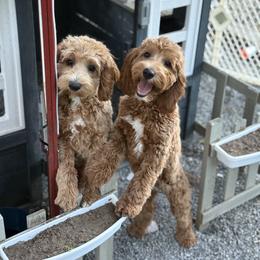 Bernedoodle and Cavapoo Puppies from Lawler’s Legacy Litters