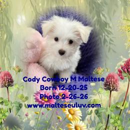 Cody Cowboy - White male Maltese puppy in Silverhill, Alabama from Malteseuluv’s Tiny Treasurers