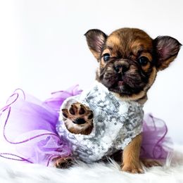 Sandy - Fawn and white female French Bulldog puppy in Porter, Texas from Whatabulldog