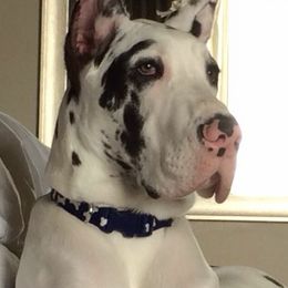 Great Danes from Susan Webster's Great Danes