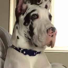 Great Danes from Susan Webster's Great Danes