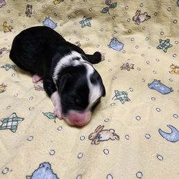 Bernedoodle and Goldendoodle Puppies from Doni Doodles