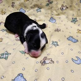 Bernedoodle and Goldendoodle Puppies from Doni Doodles